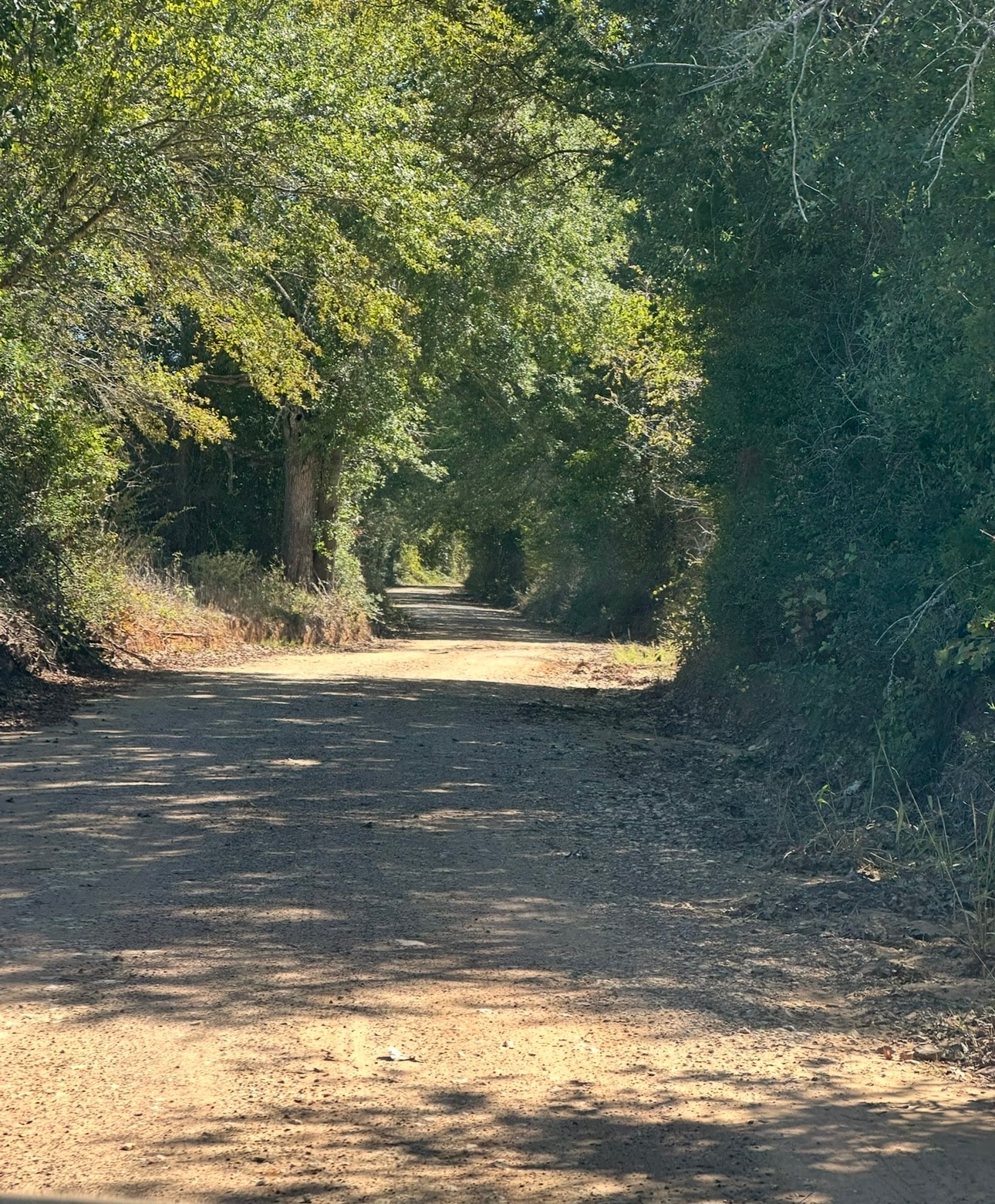 Tree-lined canopy road in Gause, Milam County, Texas — the land of Cox's Freedom Colony